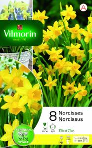 Narcisse Tete A Tete (x8)